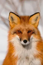 Avatar of user Лисенок