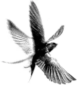 Аватар пользователя decayingflower