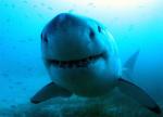Avatar of user Black Shark