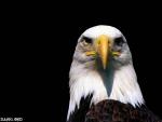 Аватар пользователя Lengran Eagle