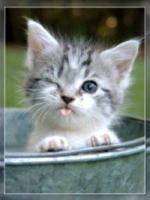 Аватар пользователя Kisa