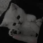 Аватар пользователя allyka.li 