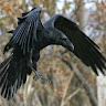 Аватар пользователя Mike van Raven