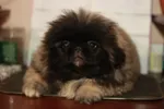 Аватар пользователя Svetana Pekinskiy Izumrud