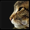 Аватар пользователя JazzCat