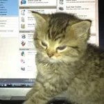 Аватар пользователя Koto_val