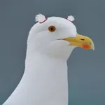 Avatar of user Чайка