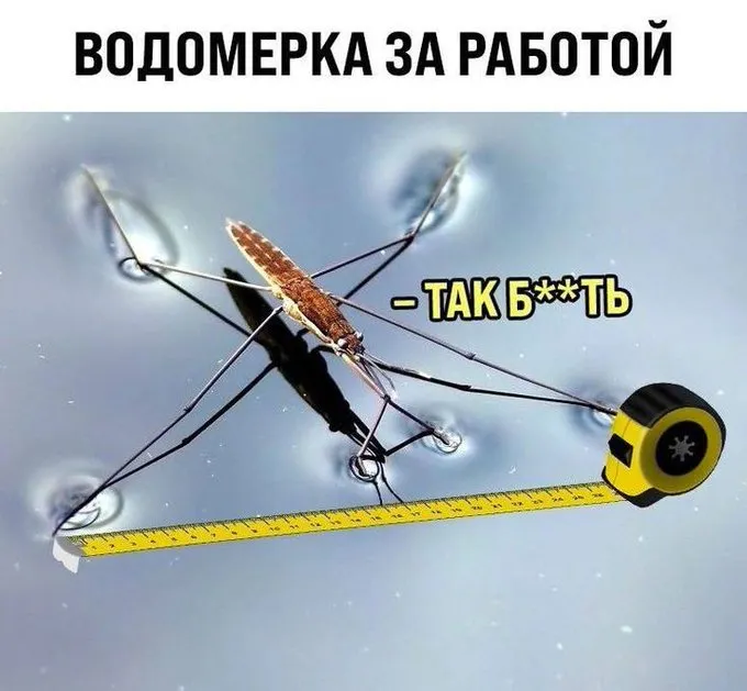 Водомерка #1
