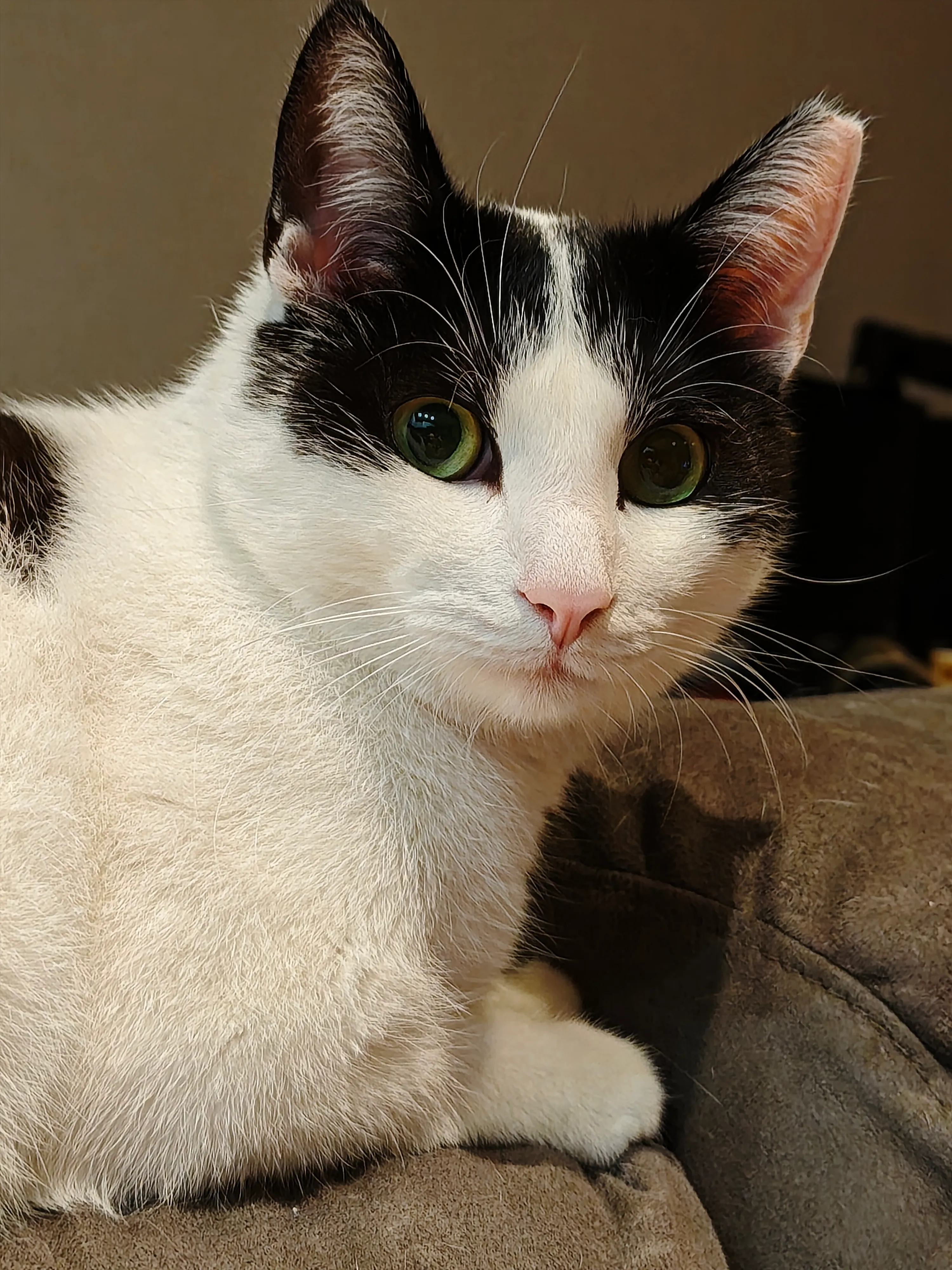 Котя #2