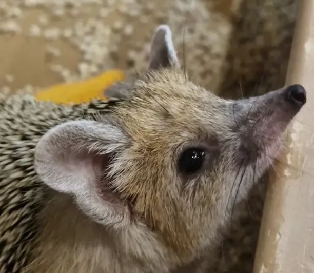 Час релакса с колючей компанией 🦔✨ #2