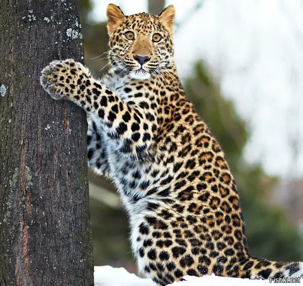 Jaguar (2021.04.18) #1