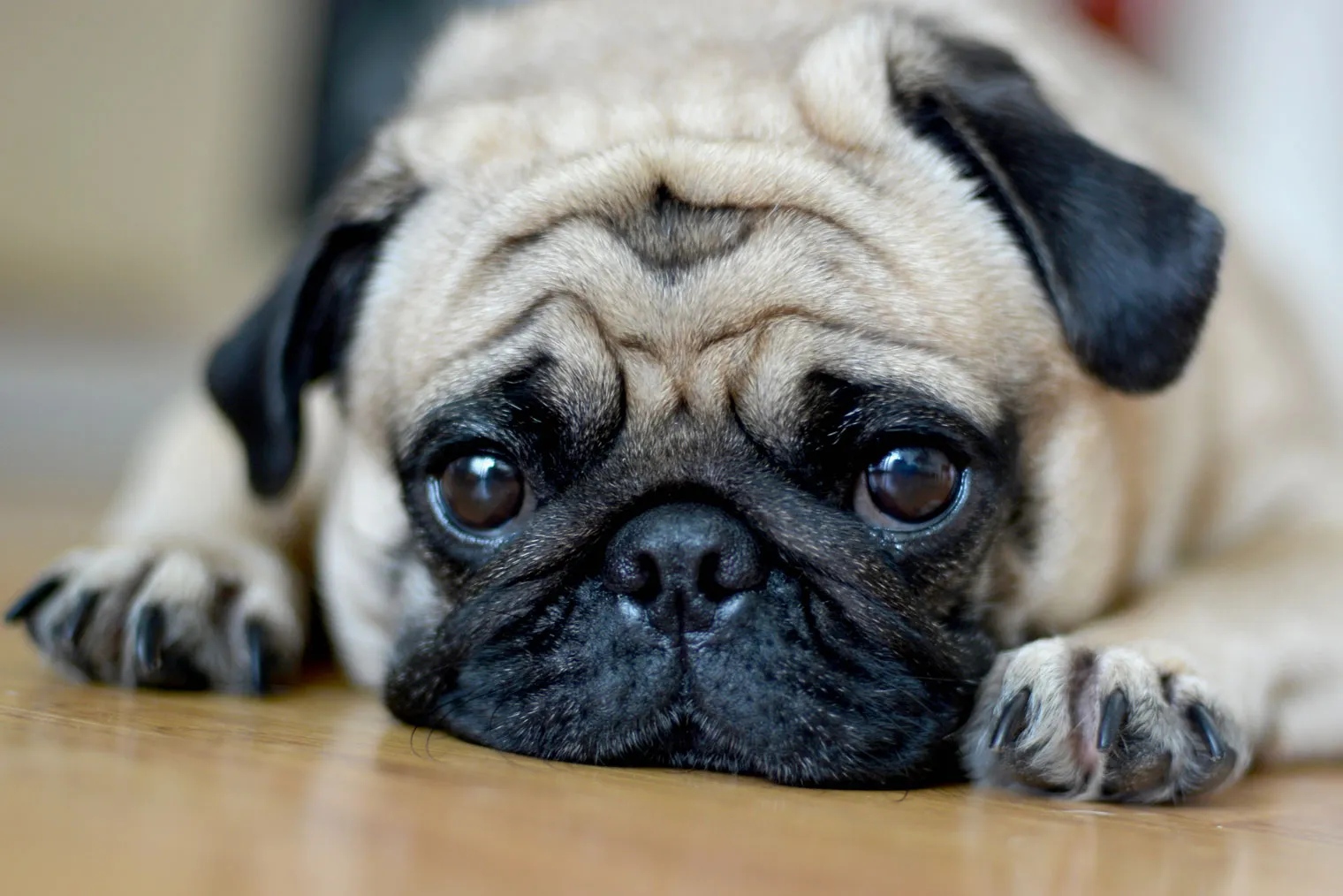 Pixie & Brutus - Drool (2022.01.11) #2