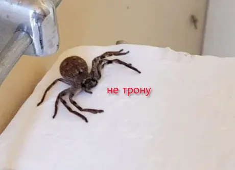 Ещё одна фобия  #1