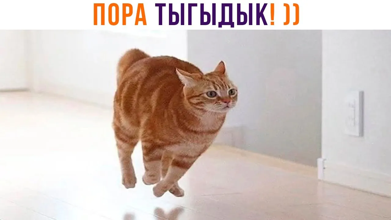 Мой кот в старости #2