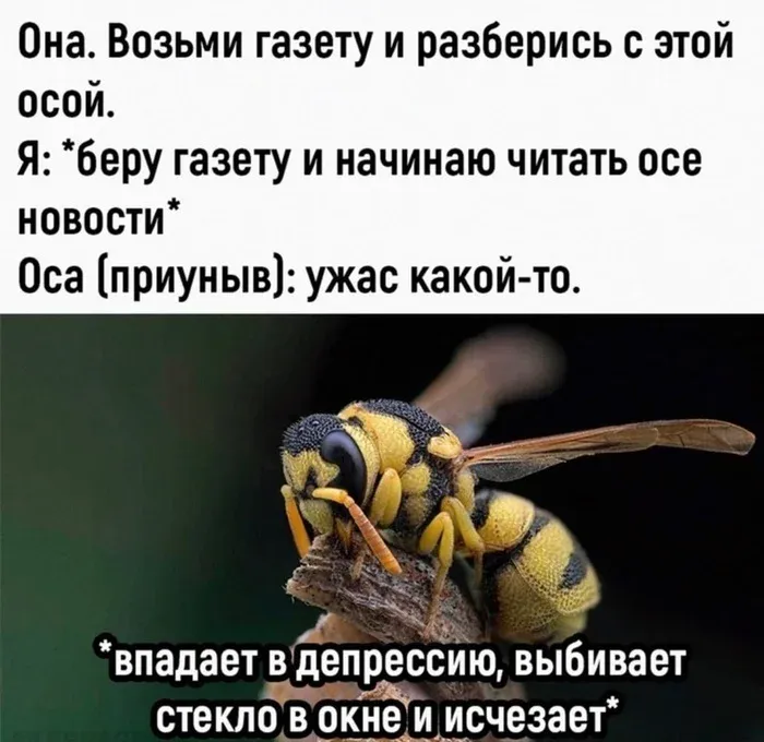 Как победить осу #1