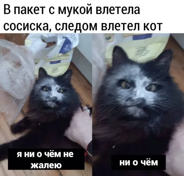 Котовий форсаж #1