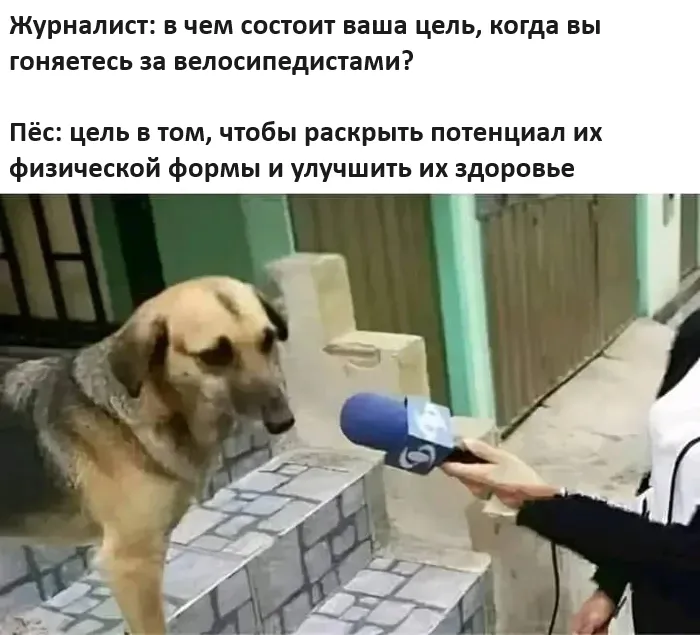 Цель пса #1