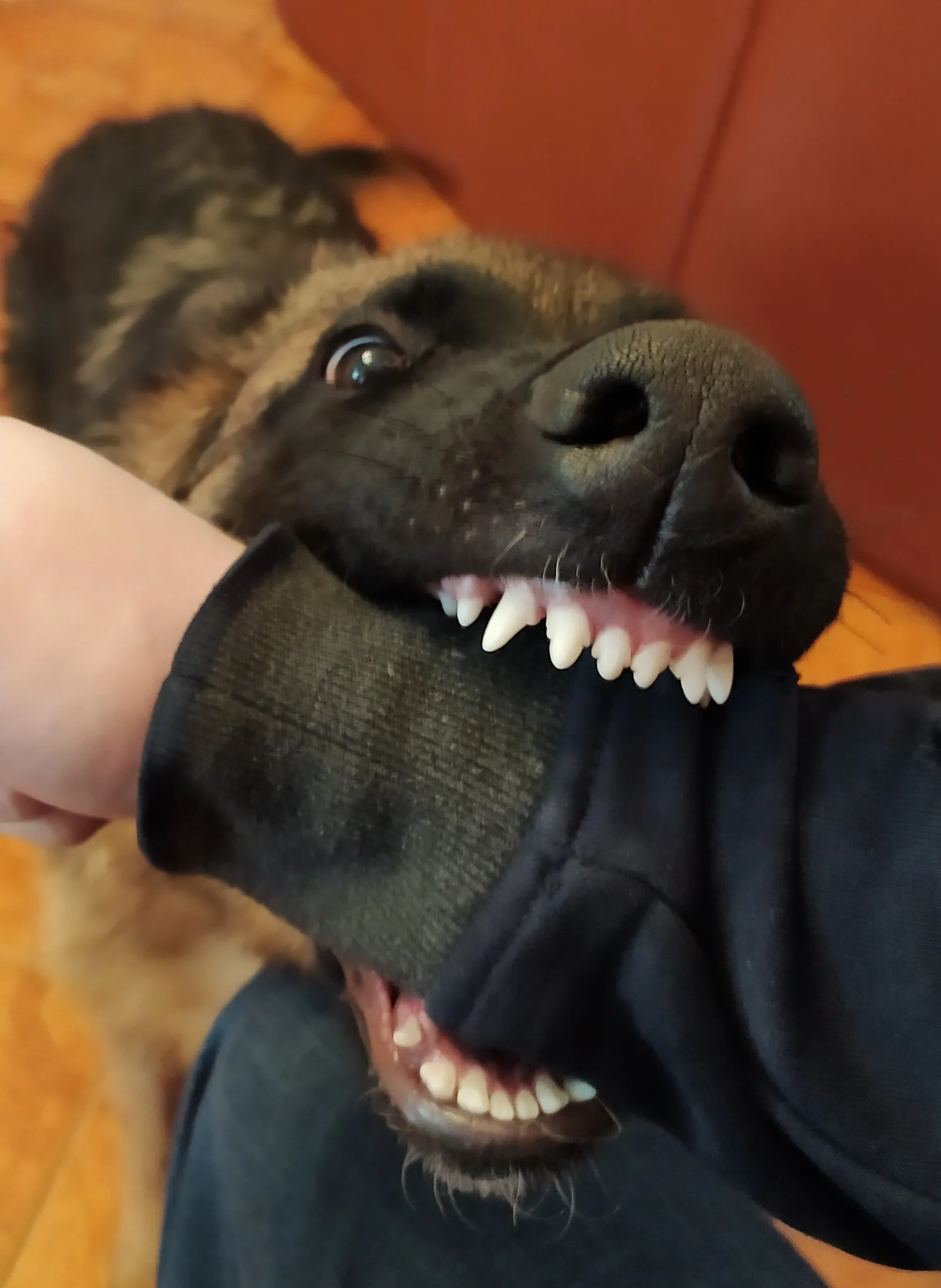 Цель пса #2