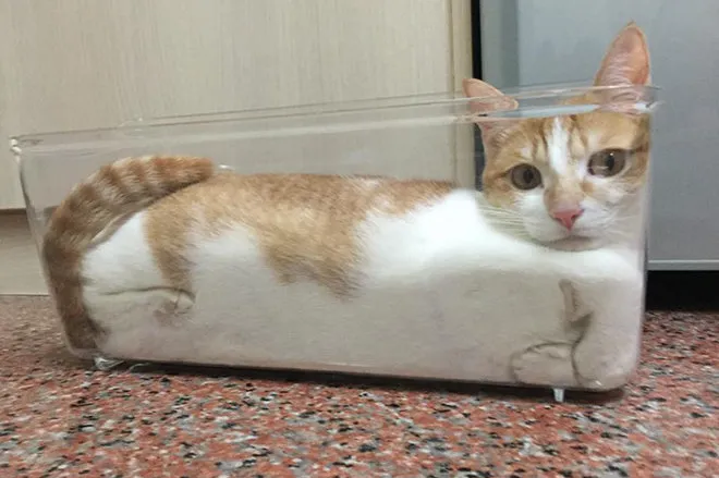 Коты это жидкость. #2