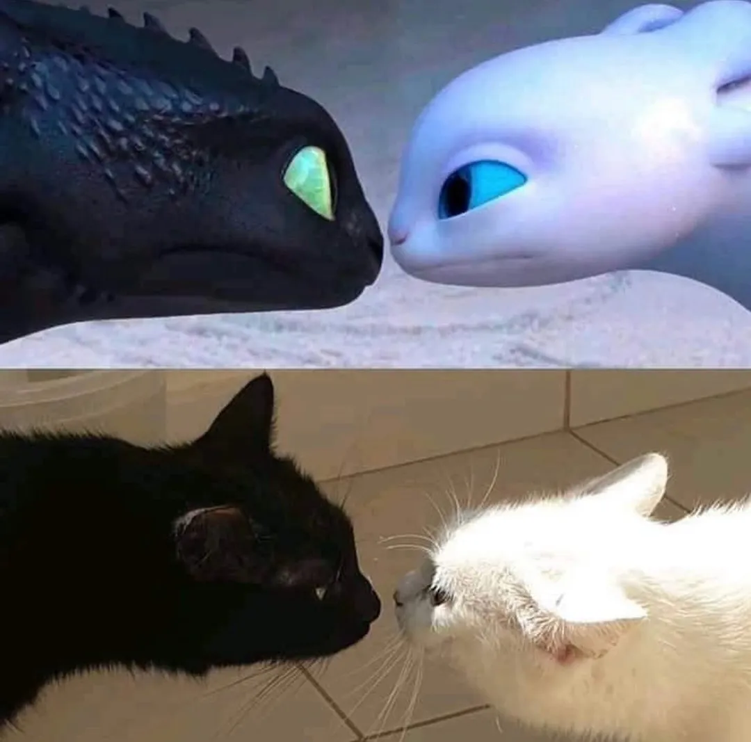 Котификация #1