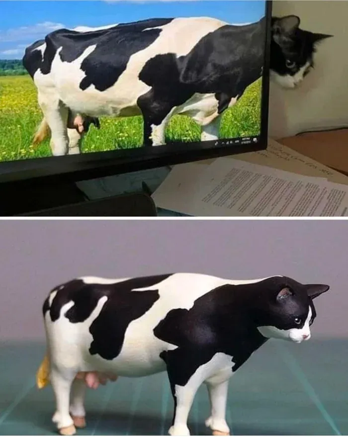 Котрова #1