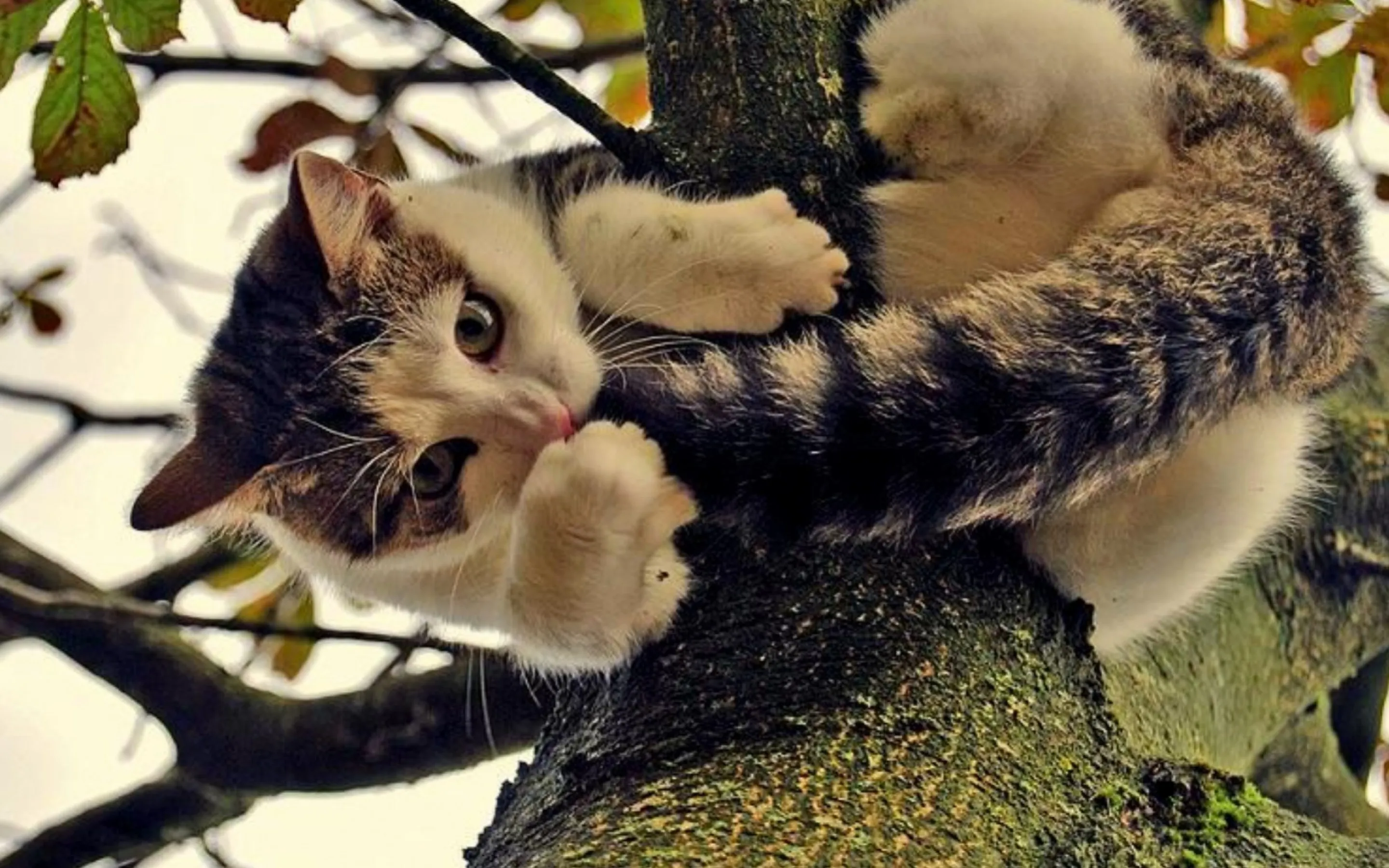 My Cat Is a Kawaii Girl - Ch.5. Вычёсывание Кинако #1