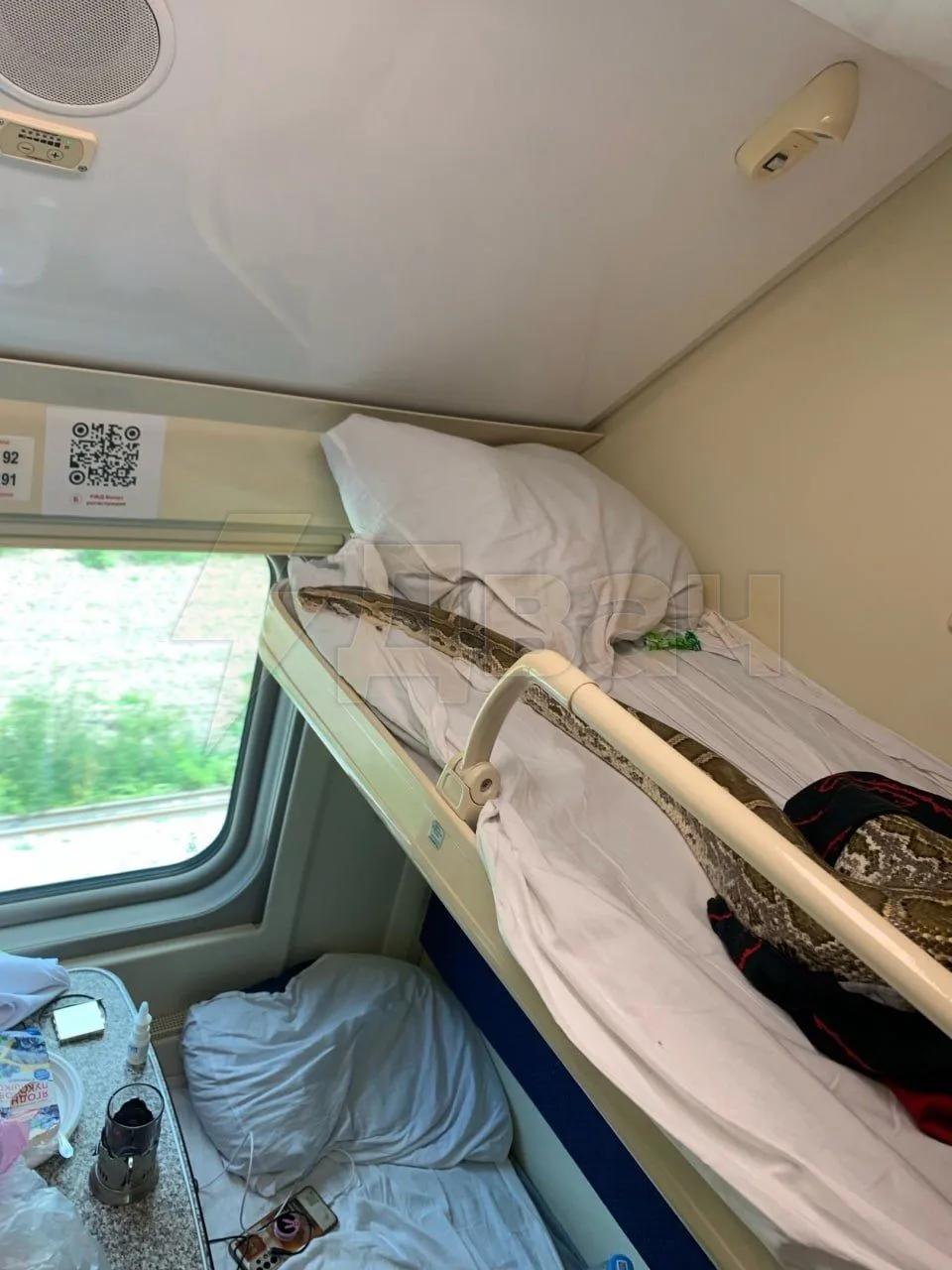 Петербуржец взял питона в путешествие в Сочи #3