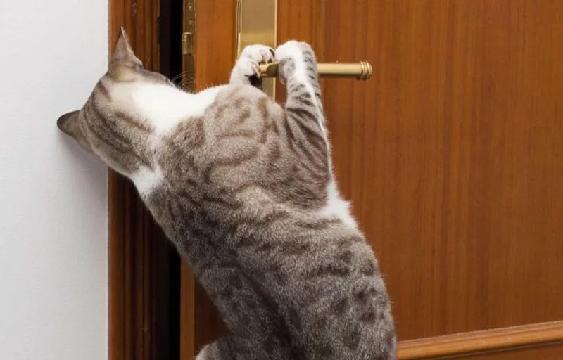 Коты - это счастье #2