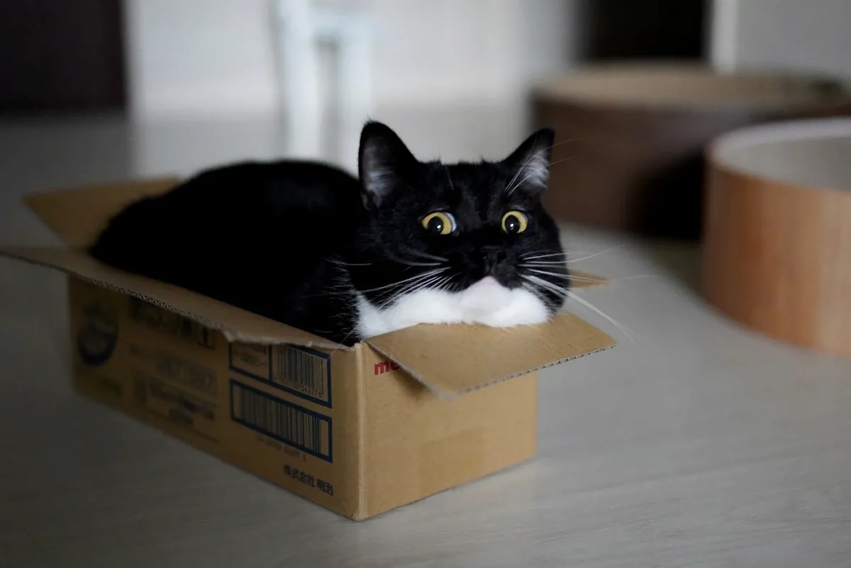 Красиво жить не запретишь? 🐈 #1