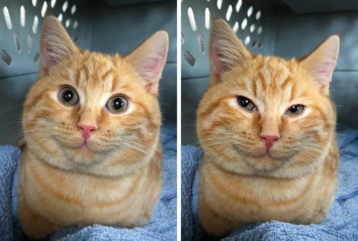 My Cat Is a Kawaii Girl #2