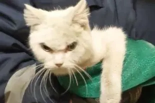 My Cat Is a Kawaii Girl #2