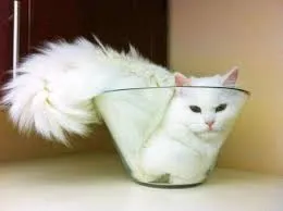 Коты это жидкость. #2