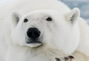 А хотите, разденем и этого мишку?😏 #2