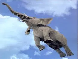 Pixie & Brutus - Elephant (2023.01.09) #2