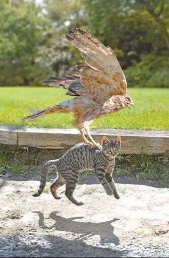 Pixie & Brutus - Eagle part 1 #2