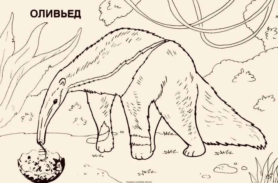 Оливьед #1