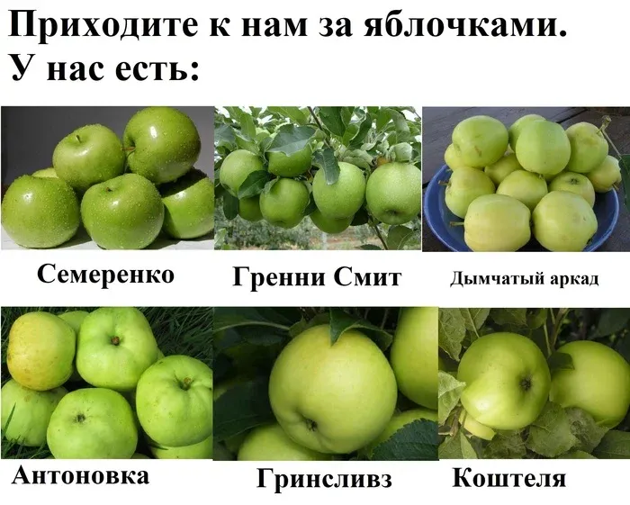 Яблоки #1