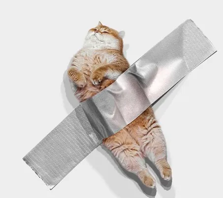 Pixie & Brutus - Duct Tape (2023.03.07) #2