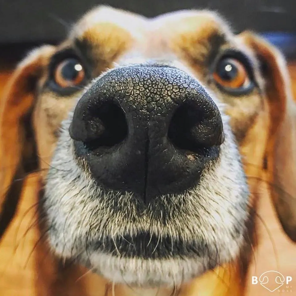 Pixie & Brutus - Snoot (2023.03.31) #2