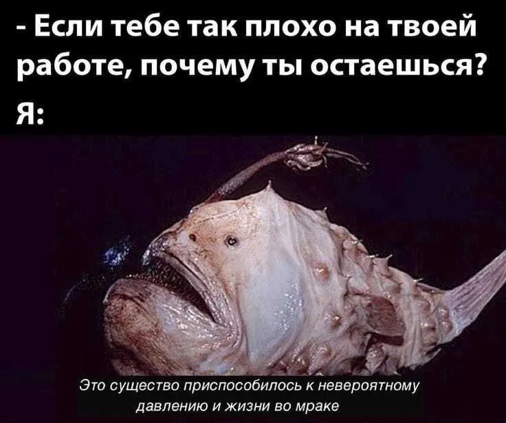 Любимая работа #1