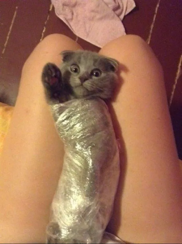 Кошкодевочки #2