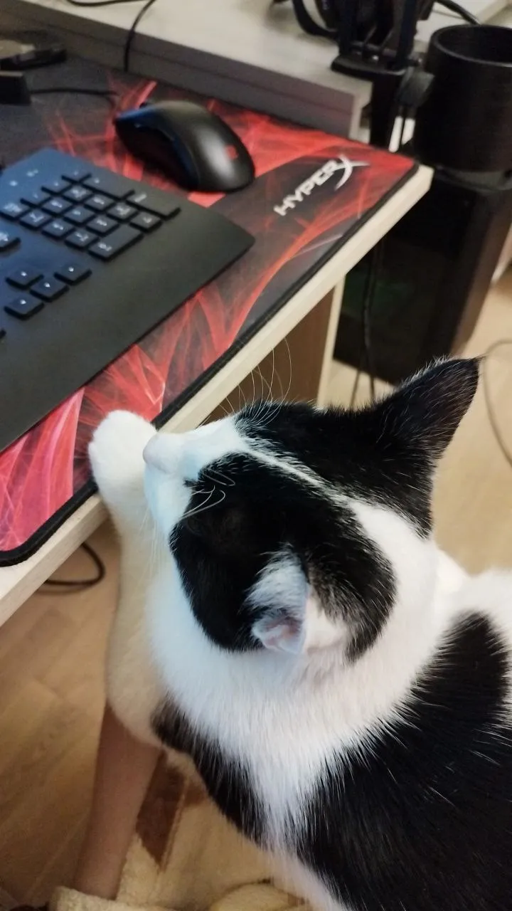 Кототалквио #1
