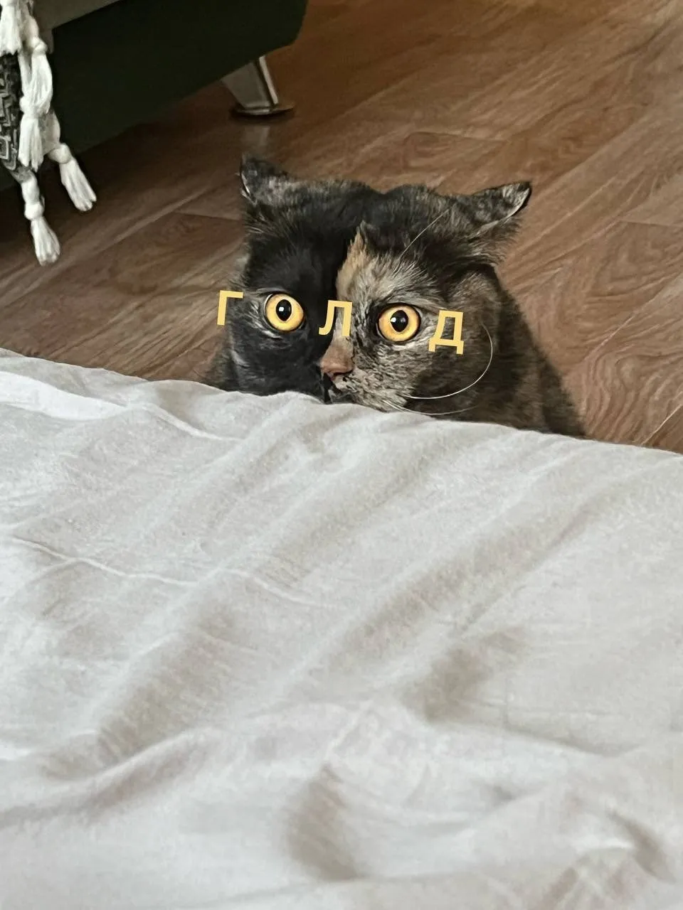 Голод #1