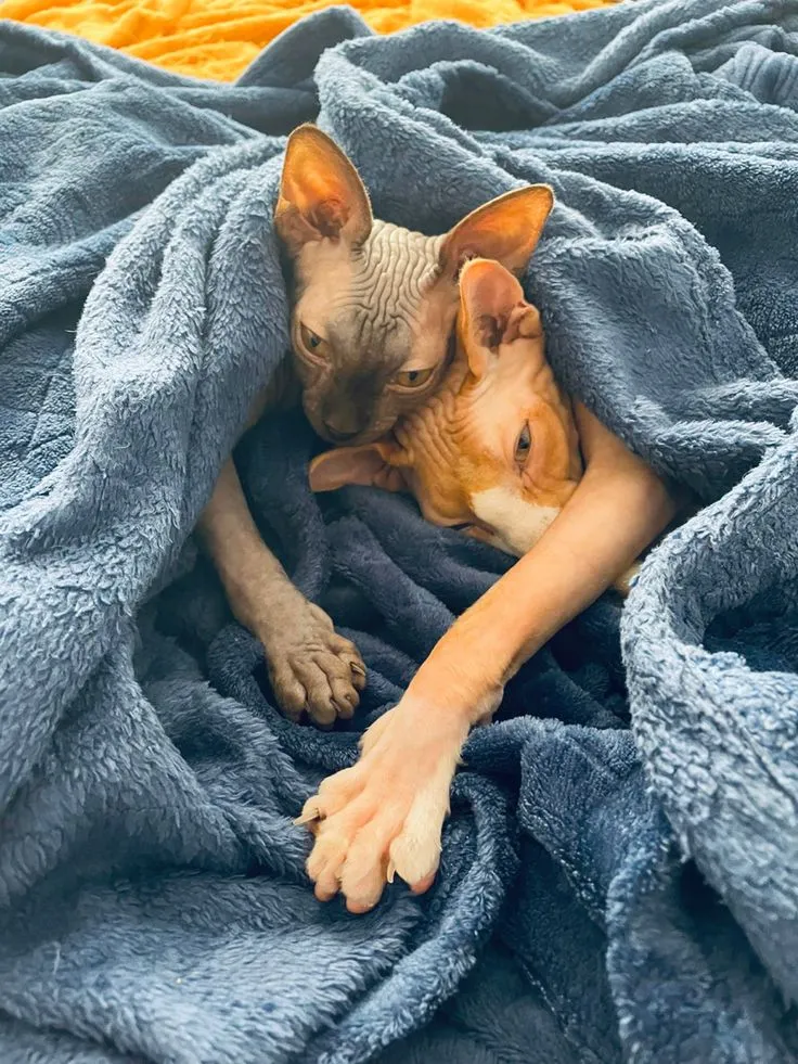 Pixie & Brutus - Shiver (2023.10.12) #2