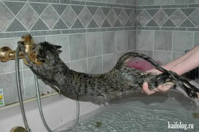 Pixie & Brutus - Bath (2023.10.24) #2
