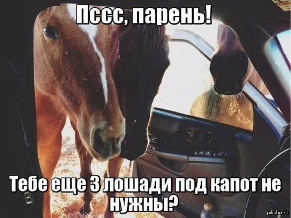 Horse (2021.08.18) #1