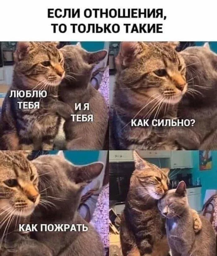 Типичные коты #1