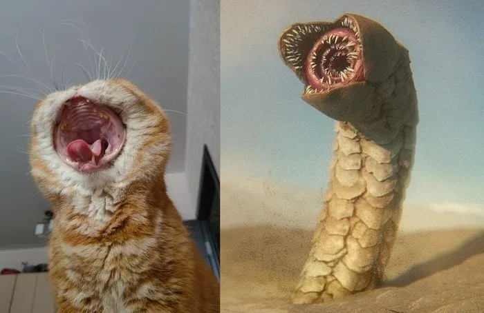 Коточервь #1