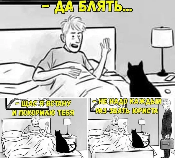 Кормите своих котов #1