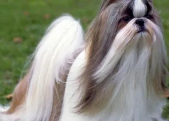 Pixie & Brutus - Fluffy #2